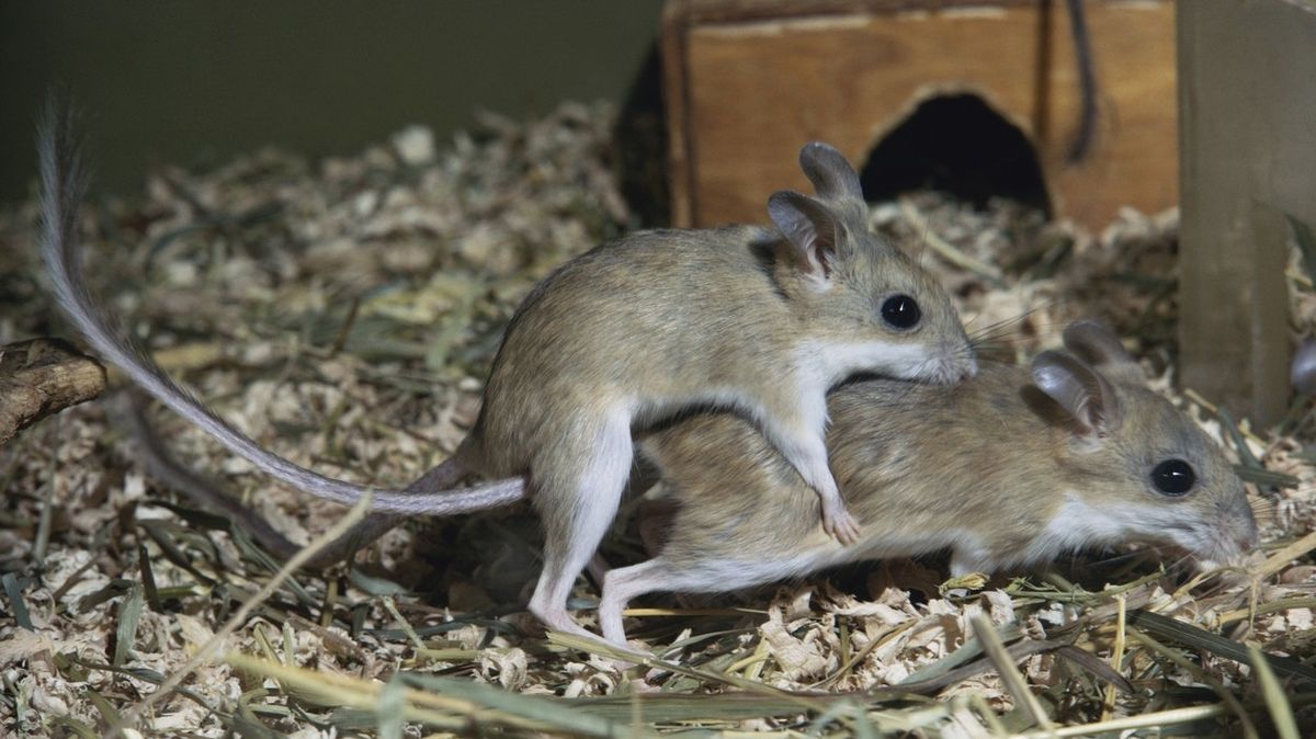 Napalm na myši, nebo hadi. Zoufalí australští farmáři sdílejí návody na likvidaci hlodavců